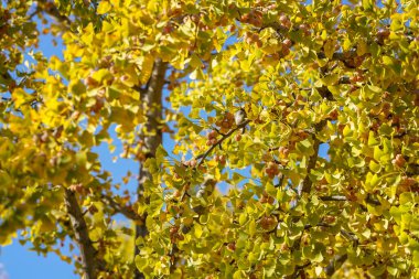 Ginkgo biloba ağacı ginkgo ağacında