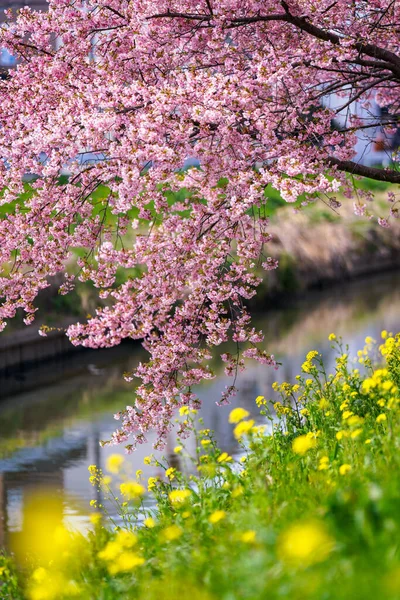 Flores Cereja Flores Estupro Japão — Fotografia de Stock