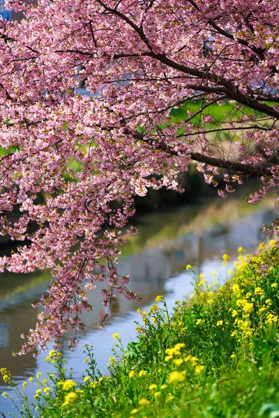 Цветение Сакуры Цветы Изнасилования Японии — стоковое фото