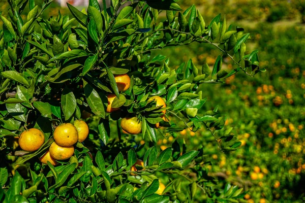 Orangen Stehen Vor Der Ernte — Stockfoto