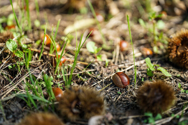Японские каштаны, собранные осенью