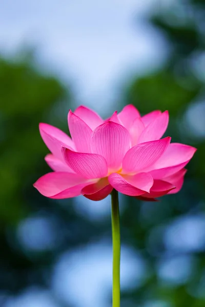 Ancient Lotus Blooming Park — Stock Photo, Image