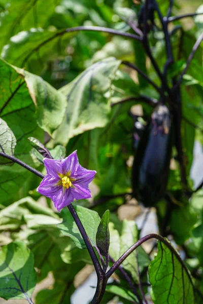 Eggplant Fields Highlands Japan — Stock Photo, Image