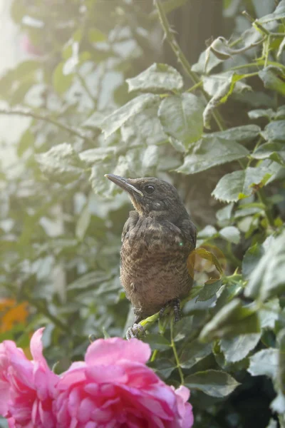bird in the garden