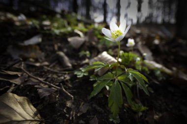 Anemone ormanda çiçek açar.