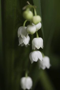  Convallaria majalis, vadideki Zambak yeşil yaprakları