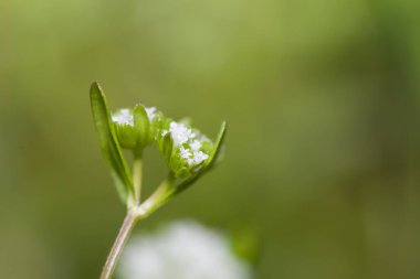 Yaygın Cornsalata - Valerianella Locusta taze çiçekler