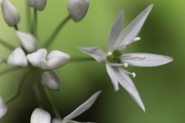 Yerdeki güzel beyaz çiçek, çimenler zambak, ornithogalum umbellatum