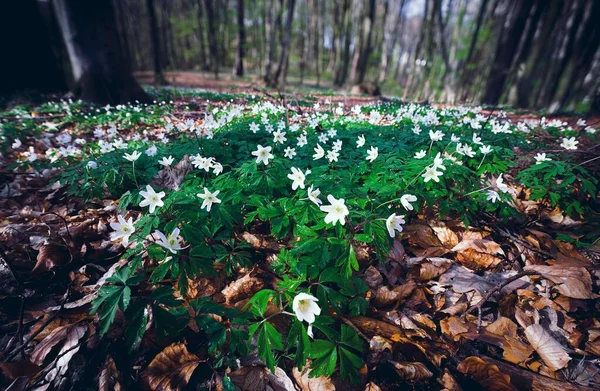 Anemonoides nemorosa, wood anemone plants on the forest floor