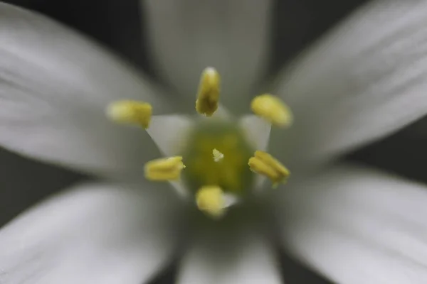 Κοντινό Πλάνο Από Όμορφα Ανθισμένα Λουλούδια Κρίνο Ornithogalum Umbellatum — Φωτογραφία Αρχείου