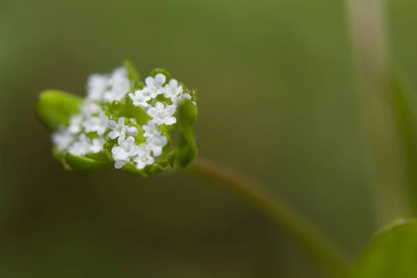 Common Cornsalad Valerianella Locusta Young Flowers Green Background — Stock Photo, Image