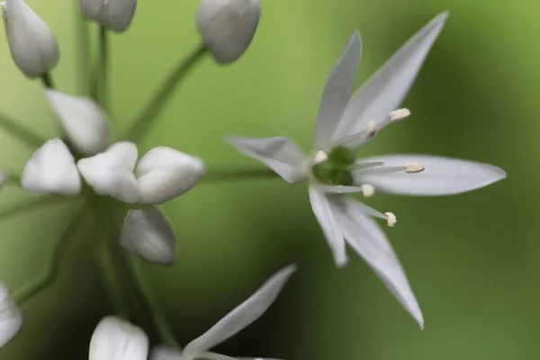 Красива Біла Квітка Землі Трав Яна Лілія Орнітогалузь — стокове фото
