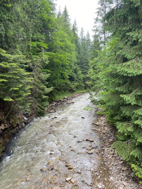 Ukrayna, Karpatlar 'da dağ nehri olan vahşi bir orman.