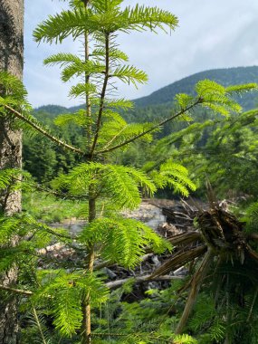 Dağlarda Noel ağacı, Karpatlar, Ukrayna