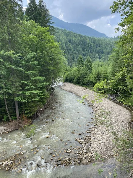 Karpatlar 'daki dağ nehri ve orman, Ukrayna