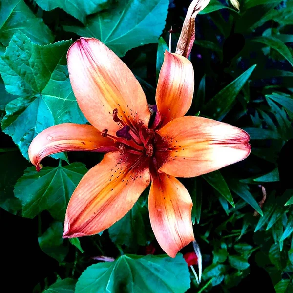 Orange Lily Flower Housegarden — Stock Photo, Image