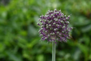 Bulanık arkaplanda yeşil-mor bir çiçek (Allium)