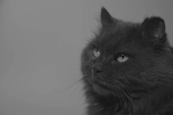 Ett Grått Kattporträtt — Stockfoto