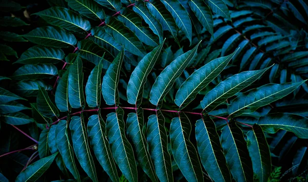 Tmavě Zelená Tropická Rostlina — Stock fotografie