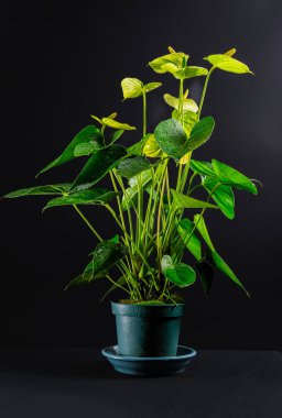 Siyah arka planda mavi bir saksıda yeşil-beyaz bir Anthurium.