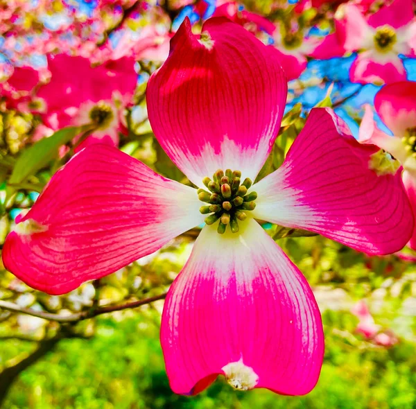 Закрыть Розовое Цветущее Дерево — стоковое фото