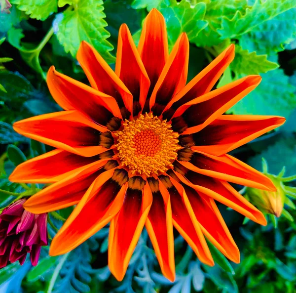 Primer Plano Una Flor Naranja — Foto de Stock