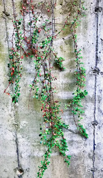 stock image Ivy against a Brutalism Concrete Wall