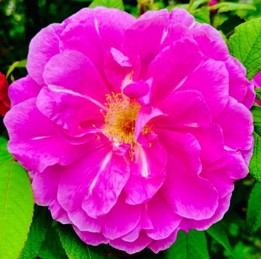 Açan Pembe Çiçek 'in Yakın Çekimi