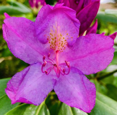 Açan Pembe Çiçek 'in Yakın Çekimi