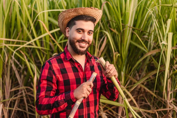 Ung Lantarbetare Tittar Och Analyserar Sockerrörsanläggning Agronomen Jordbruksingenjör Alkoholindustrin — Stockfoto