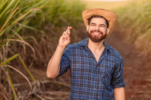 ブラジルの白人男性農業労働者農業技術者 指が交差し 願いを傾け 希望をもって — ストック写真