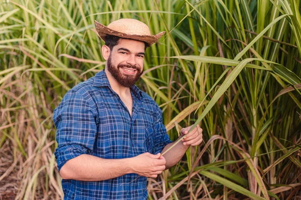 Young Agricultural Worker Agronomist Wearing Straw Hat Stirring Plant Sugarcane — Stock Photo, Image