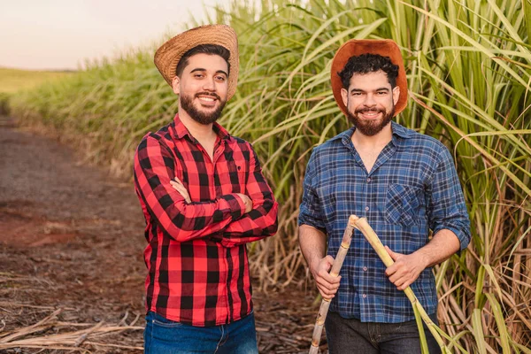 young agricultural workers in a sugar cane plantation