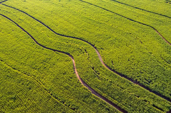 Плантация Сахарного Тростника Рибейро Прето — стоковое фото