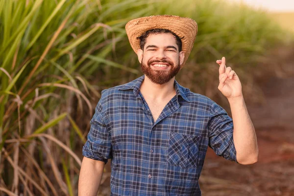 ブラジルの白人男性農業労働者農業技術者 指が交差し 願いを傾け 希望をもって — ストック写真