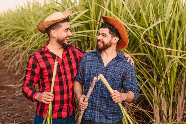 Young Agricultural Workers Sugar Cane Plantation Laughing Joking Due Abundance — Stock Photo, Image