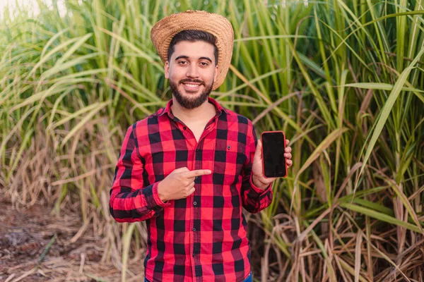 Jonge Landarbeider Agronomist Telefoon Scherm Landbouw Apps Scannen Met Suikerrietplantage — Stockfoto