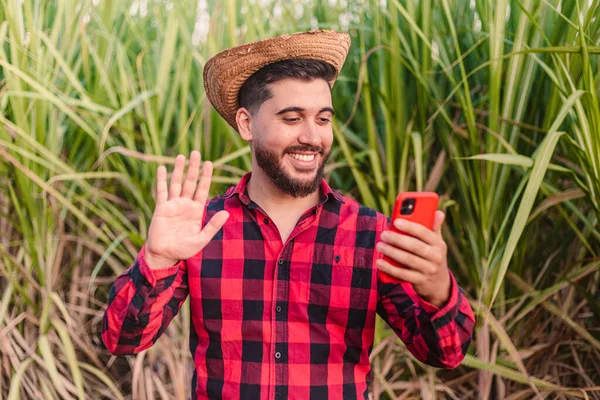 Young Agricultural Worker Agronomist Video Conference Video Call Sugarcane Plantation — Stock Photo, Image