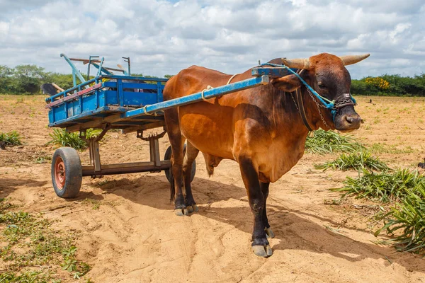 Cart Field Northeast Brazil — Stock Photo, Image
