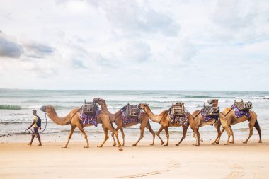 Natal, Rio Grande do Norte, Brezilya - 12 Mart 2021: Bir adam Natal, Rio Grande do Norte, Brezilya sahilinde bir dromedary çekiyor.