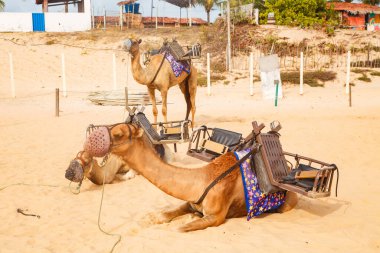 Rio Grande do Norte 'deki Natal' da Dromedary. Genipabu 'nun kumullarında yürüyüş yapmak için kullanılır. Tatillerde yürüyüş yapar, yazın tadını çıkarırdı. Kutlama, çöl hayvanları