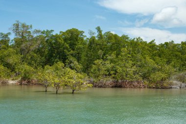 Mangrove fotoğrafı. Mangrove 'da. Yengeç yetiştiriciliği