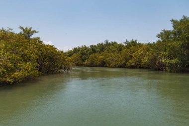 Mangrove fotoğrafı. Mangrove 'da. Yengeç yetiştiriciliği