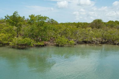 Mangrove fotoğrafı. Mangrove 'da. Yengeç yetiştiriciliği