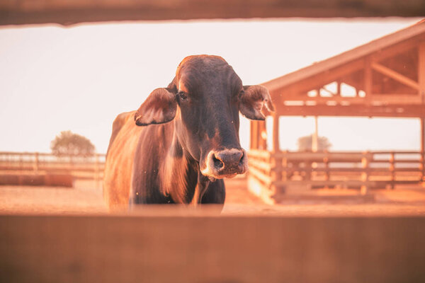 молочная корова на ферме