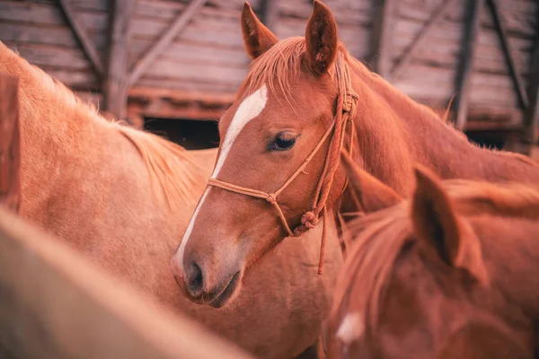 Photo Beautiful Horse Farm Horse — Stock Photo, Image
