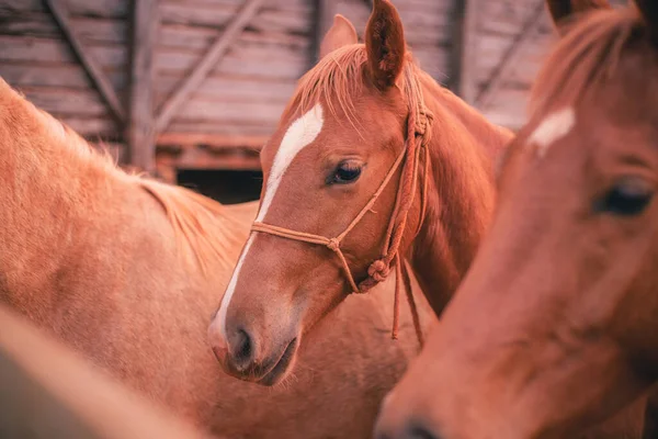 農場の美しい馬の写真です — ストック写真