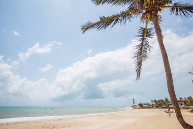 Mavi gökyüzü ile hindistan cevizi palmiyesi, plajda güzel bir tropikal arka plan.