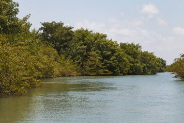 Mangrove fotoğrafı. Mangrove 'da. Yengeç yetiştiriciliği