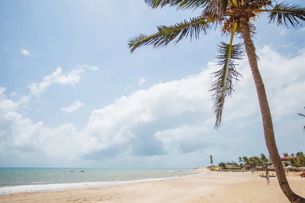 Kokospalmträd Med Blå Himmel Vacker Tropisk Bakgrund Stranden — Stockfoto